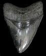 Serrated, Megalodon Tooth - South Carolina #35962-1